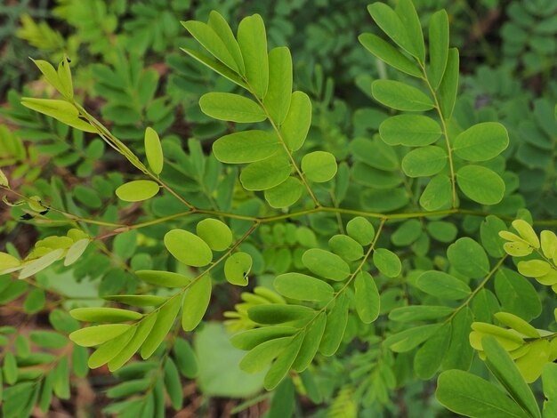 Chanca Piedra (Phyllanthus niruri)