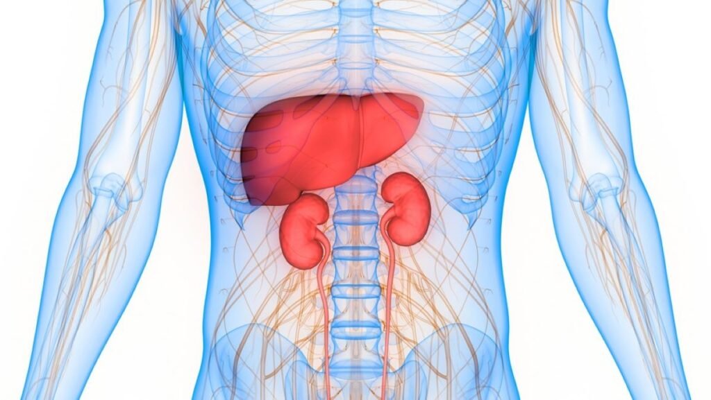 Kidney Functions