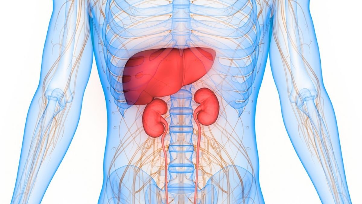 Kidney Functions