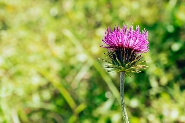 Milk Thistle and it’s Role in Liver Health