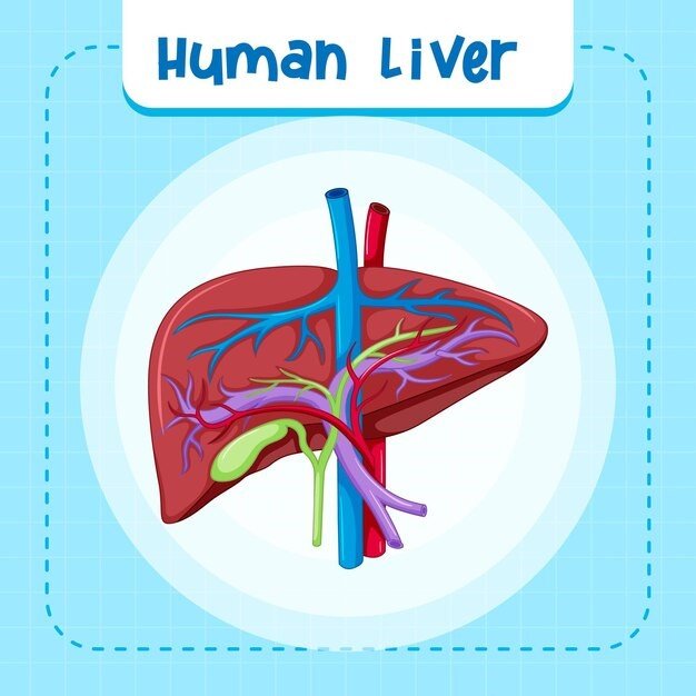 Role of Liver Enzymes in Liver Function and Health