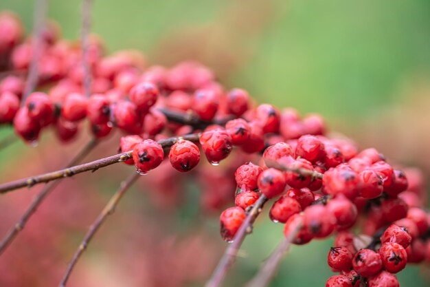 Schisandra