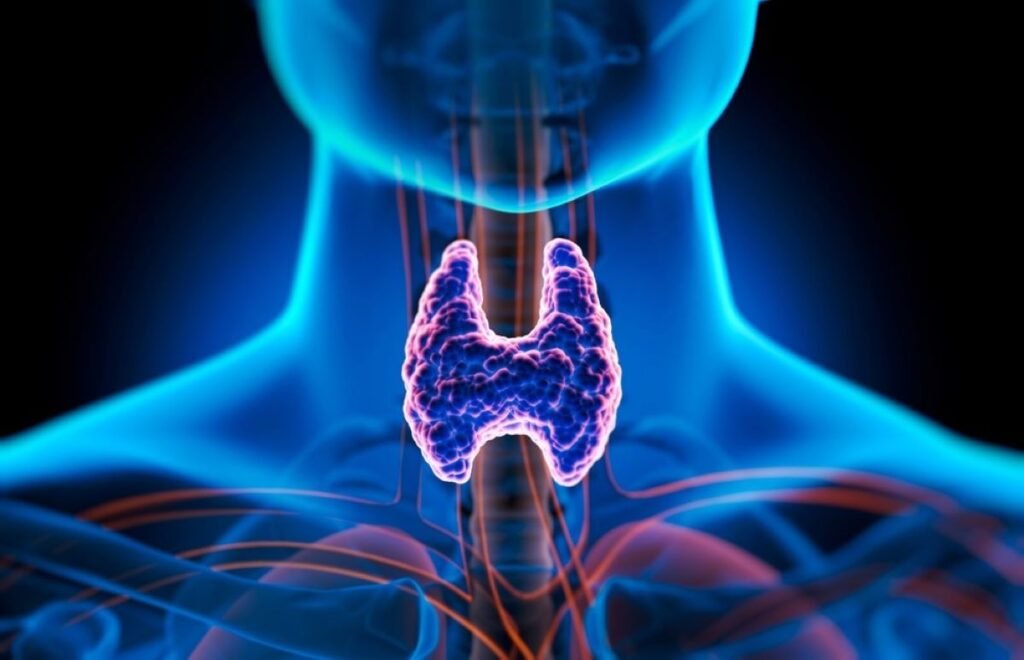 Thyroid Disorder Affect Liver Health